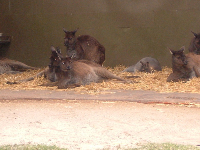 046 Kangaroos.jpg